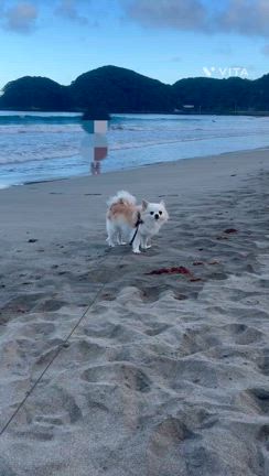 【夏休み家族旅行記その1】弓ヶ浜＆爪木崎で海を満喫の記事動画