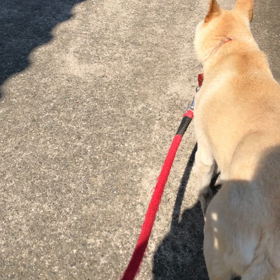 犬の散歩の画像