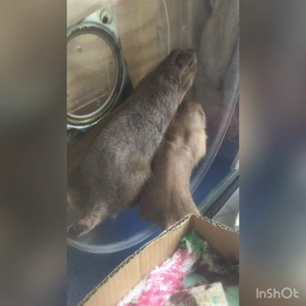 ピータンの災難の記事動画