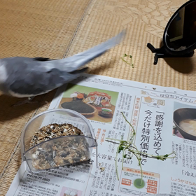 追いかけっこ♪の画像