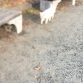 本日の公園ぬこ殿の画像