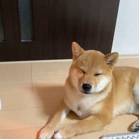 寝ちゃう寝ちゃうの画像
