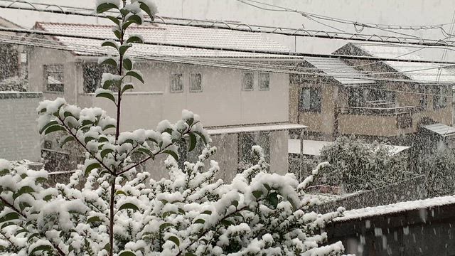 今日から初売りですの記事動画