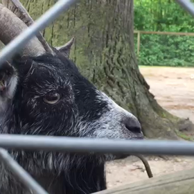 Animal Parkの画像