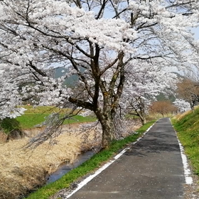 桜が今日も満開です。の画像