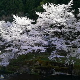 桜吹雪の散歩道です。の画像
