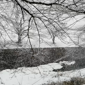 今日は天気予報通り、朝から雪でした。の画像