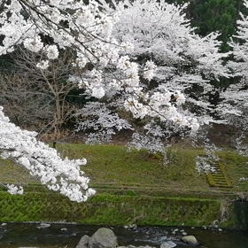 満開の桜が散りはじめました。の画像