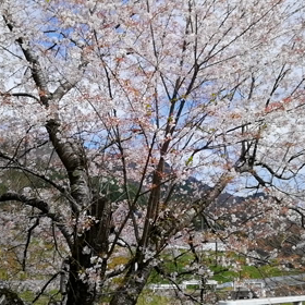 今日は朝から、何度か強い風が吹き、桜吹雪を見ました。の画像