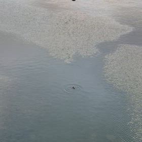 カンムリカイツブリとオオバン♪の画像
