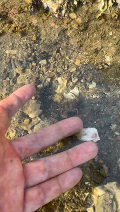 オウギガニ救出♪の記事動画