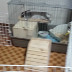 ぐうたらの画像
