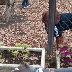 ピット君のお散歩の画像