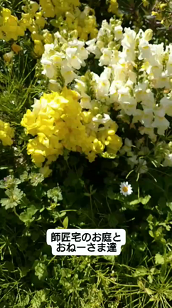 お稽古とお庭の記事動画