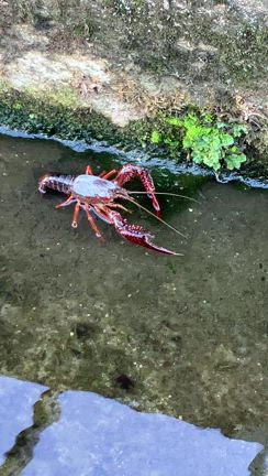あ、ザリガニの記事動画