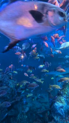 想い出に輝きを重ねる旅〜鳥羽水族館の記事動画