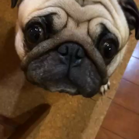 動画やでの画像