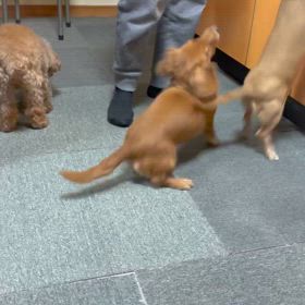 昨夜のご飯の画像