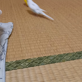 ちろ追い回されるの画像