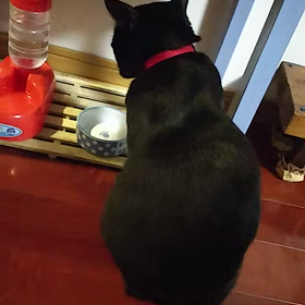 待つ猫(=^ェ^=)の画像