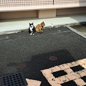 外猫ちゃん親子(=^ェ^=)の画像