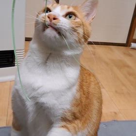 愛しのオトコ猫(=^ェ^=)の画像