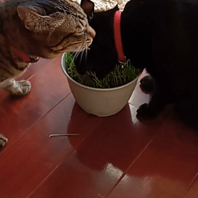 猫草を独り占めする黒猫ジジ(ΦωΦ)の画像