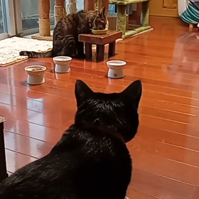 老猫のご飯は時間がかかる(ΦωΦ)の画像
