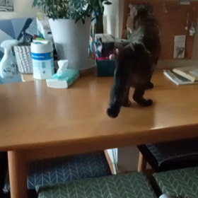 老猫みるくの鳴き声(ΦωΦ)の画像