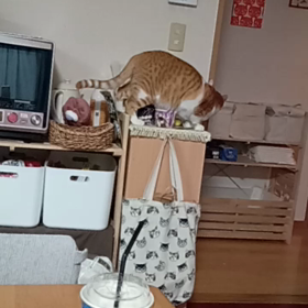 テト君の悪戯(ΦωΦ)の画像