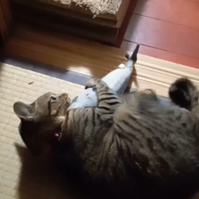 ナナちゃんのケリケリ(ΦωΦ)の画像