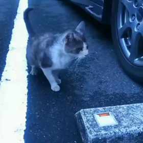 地域猫サクちゃんとの思い出(=^・^=)の画像