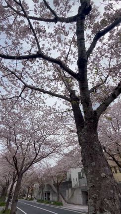 桜見納めの記事動画