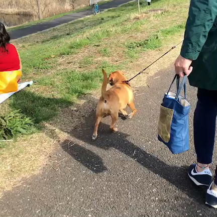 昨日のお休みはパイセンと、のんびりお散歩待ちに待った春にパイセンのテンションアゲアゲ...の記事動画
