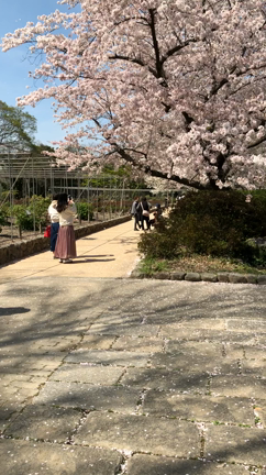 桜とさけ茶漬けの記事動画