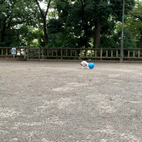 早朝練習の画像