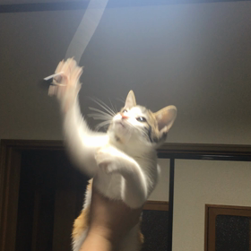 あばれるちゃん。の画像