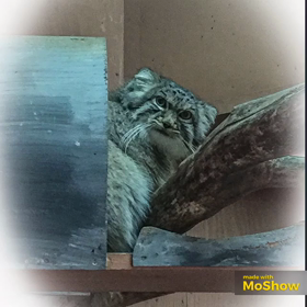 マヌルネコの画像