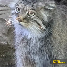 マヌルネコの画像