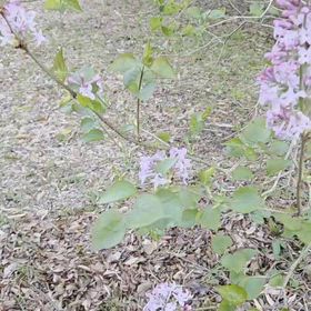 公園散歩の画像