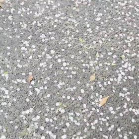 花散らしの雨風の画像