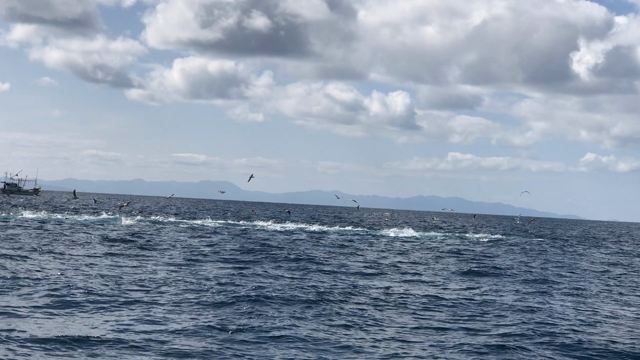 津軽海峡大間のナブラの記事動画