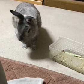 お久しぶりですの画像