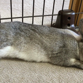 うさぎの心拍数⁉︎の画像