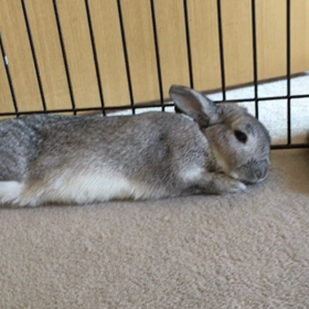 ありがとうございましたの画像