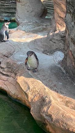 どうぶつえんに行ってきた 〜 コモドオオトカゲと目が合った話とか、ペンギンとか、フラミンゴとかの記事動画