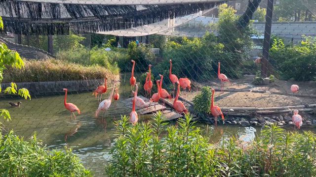 どうぶつえんに行ってきた 〜 コモドオオトカゲと目が合った話とか、ペンギンとか、フラミンゴとかの記事動画