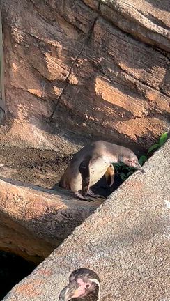 どうぶつえんに行ってきた 〜 コモドオオトカゲと目が合った話とか、ペンギンとか、フラミンゴとかの記事動画