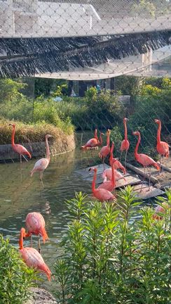 どうぶつえんに行ってきた 〜 コモドオオトカゲと目が合った話とか、ペンギンとか、フラミンゴとかの記事動画