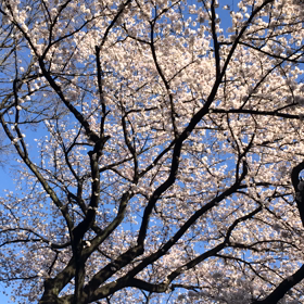 桜の画像